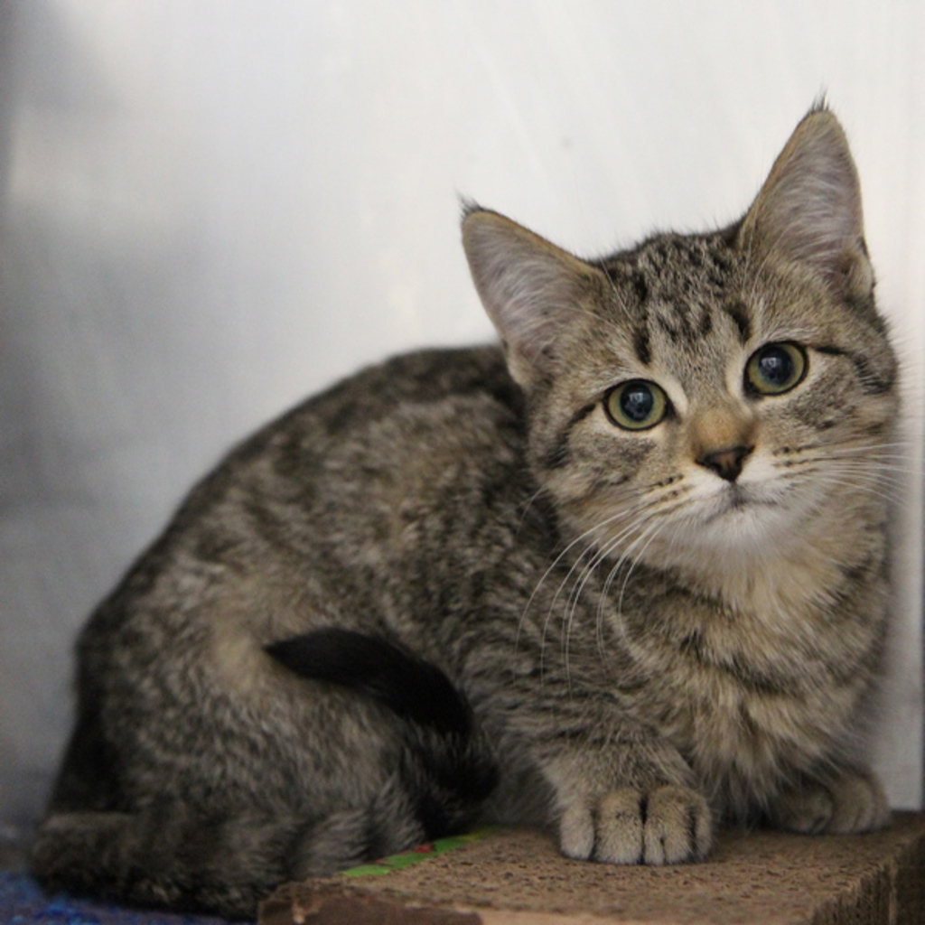 Microwave -- Bonded Buddies With Billy