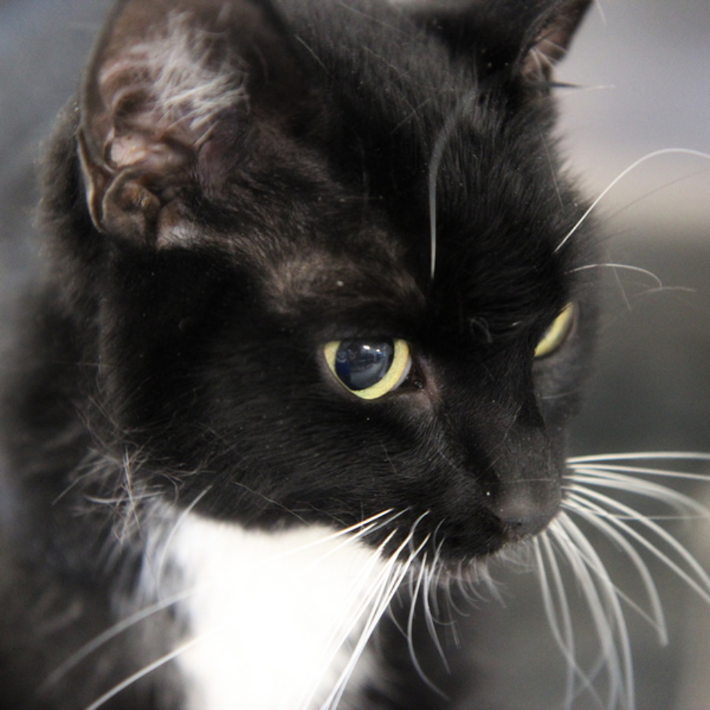 Midnight -- Bonded Buddy W/ Coco