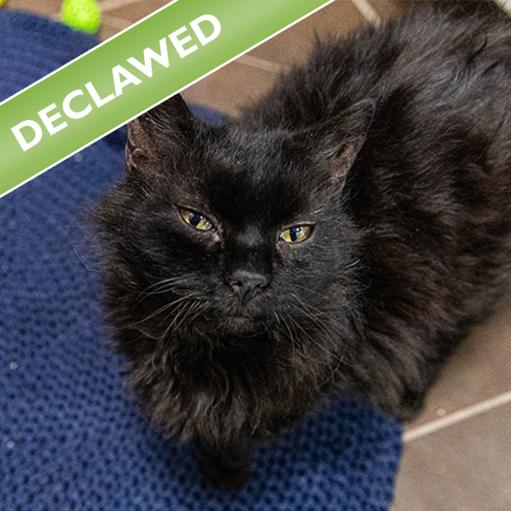 Midnight -- Bonded Buddy With Garth