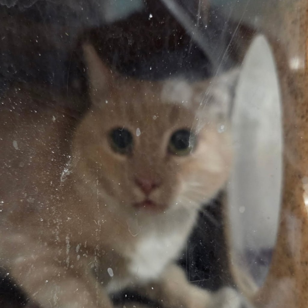 Mulberry - Bonded With Walnut