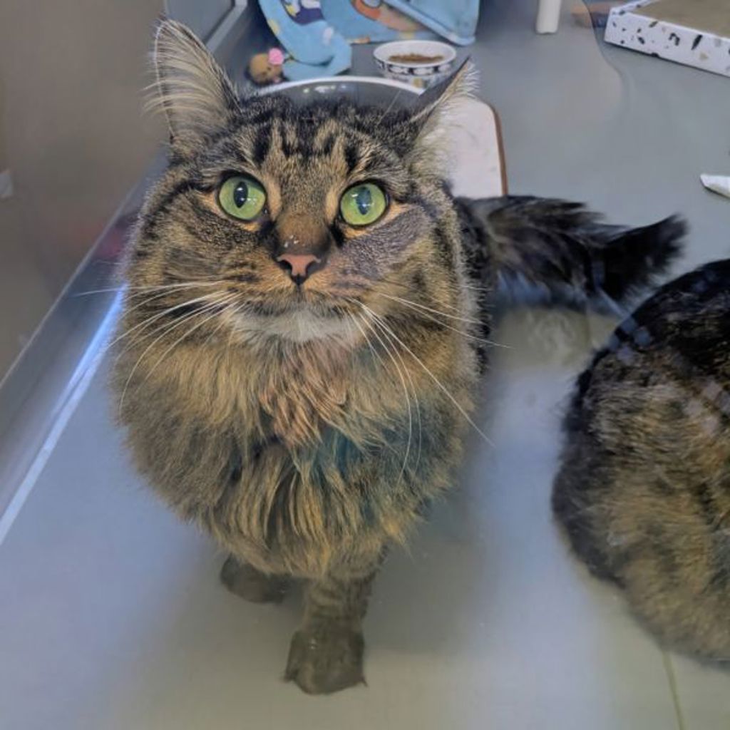 Nikita -- Bonded Buddies With Rafiki