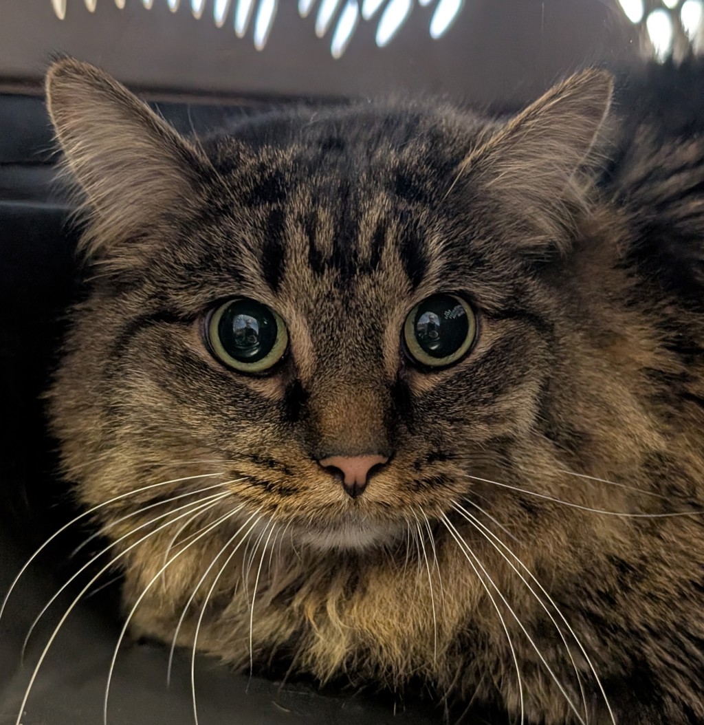 Nikita -- Bonded Buddies With Rafiki