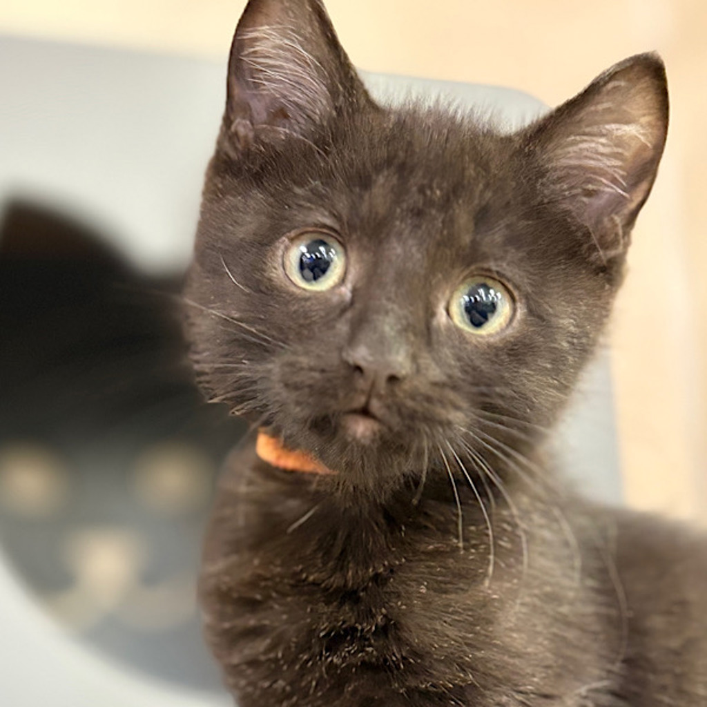 Noble -- Bonded Buddy With Eunice