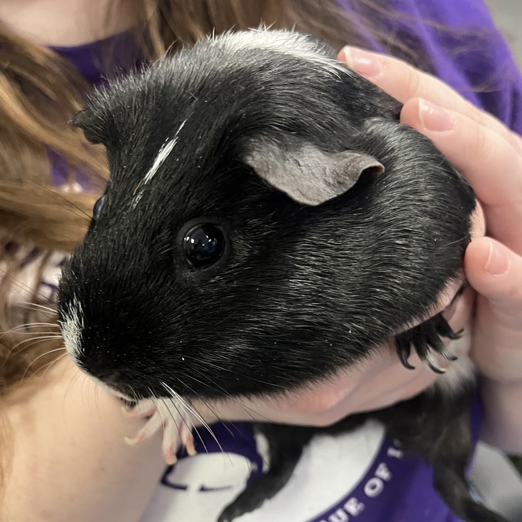 Oreo -- Bonded Buddy With Mcflurry