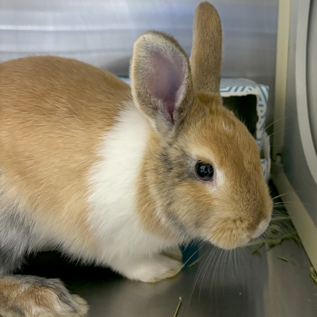 Parsnip -- Bonded Buddies With Susan
