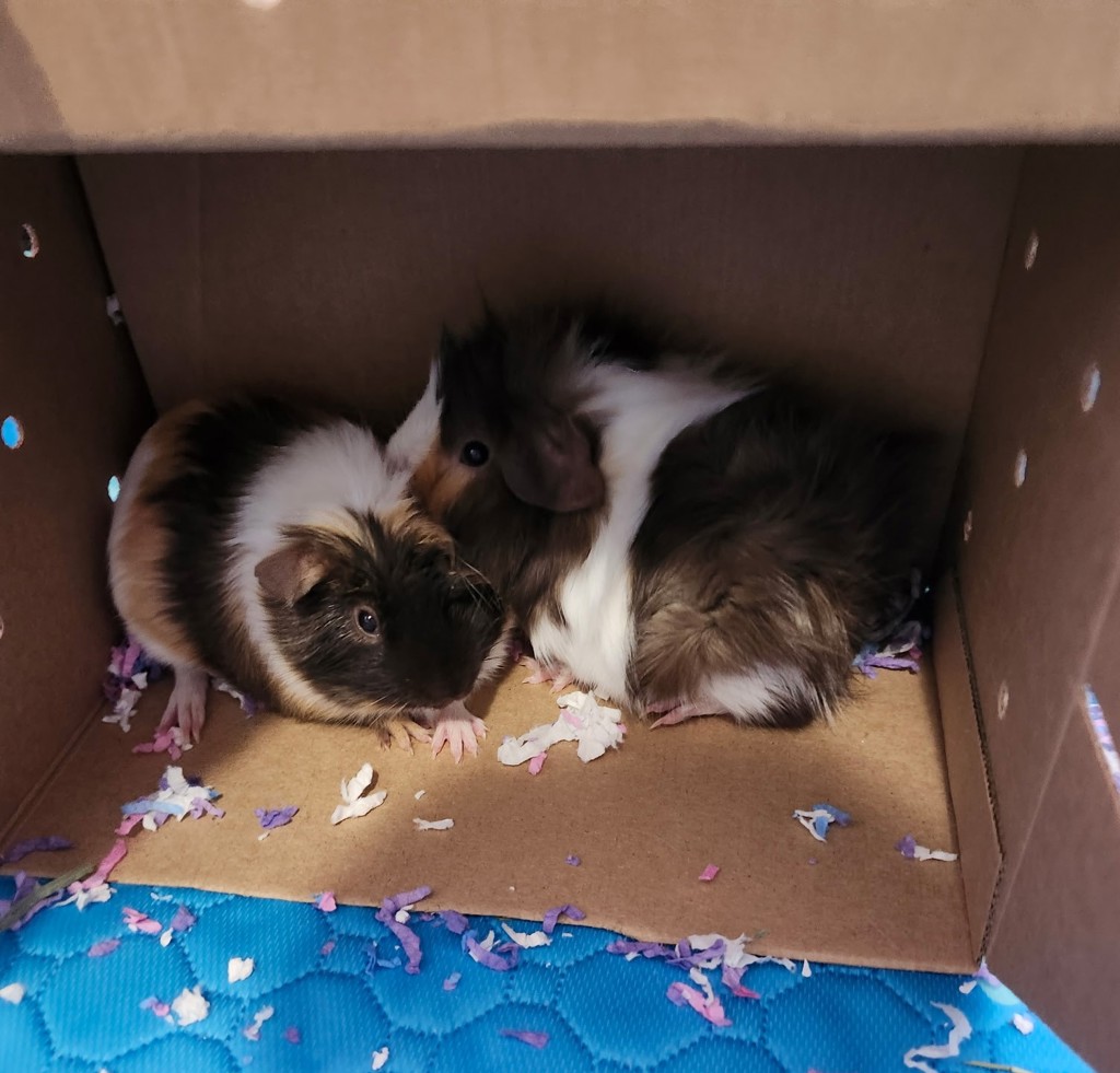 Potato -- Bonded Buddies With Spud