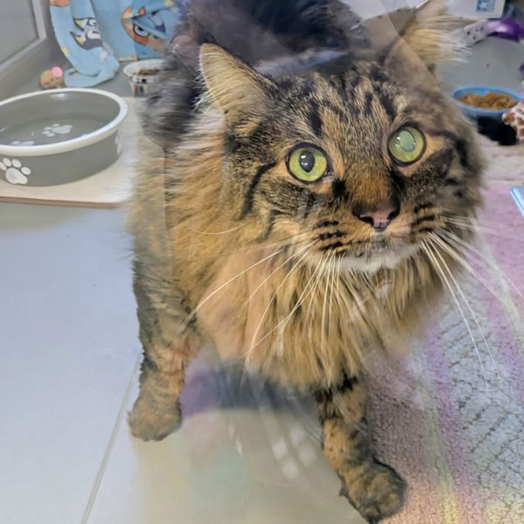 Rafiki -- Bonded Buddies With Nikita