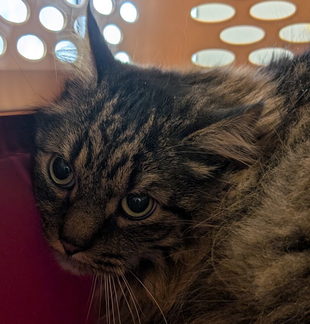 Rafiki -- Bonded Buddies With Nikita