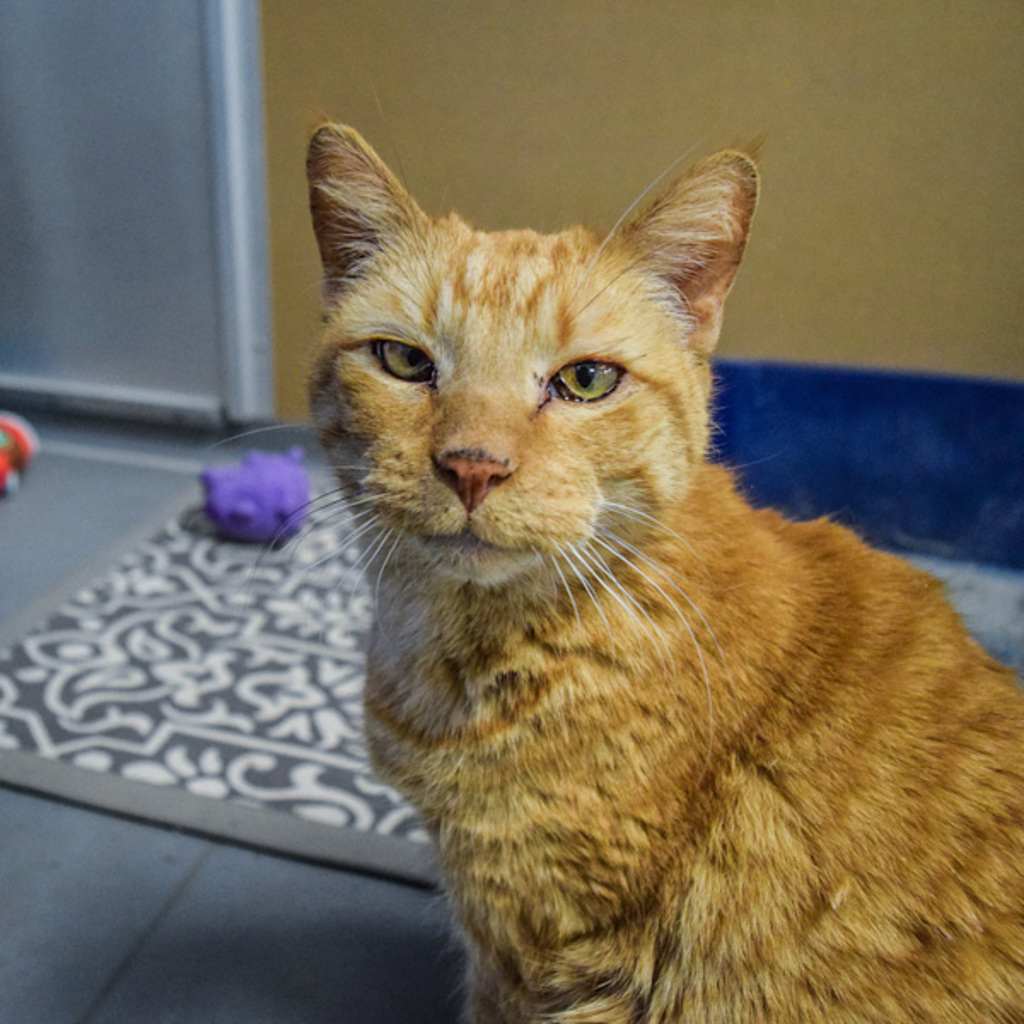 Short Stuff -- Bonded Buddy With Larry