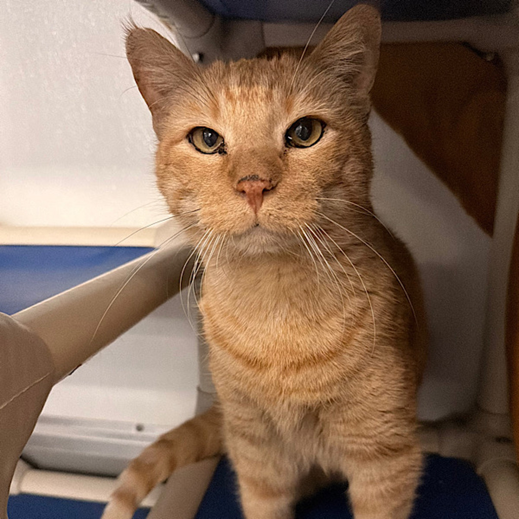 Short Stuff -- Bonded Buddy With Larry