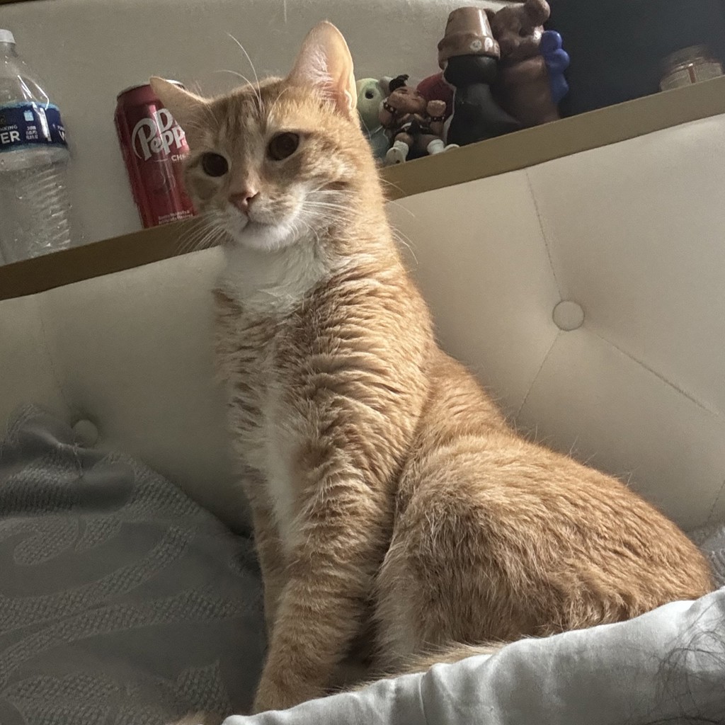 Simba -- Bonded Buddy With Baylee