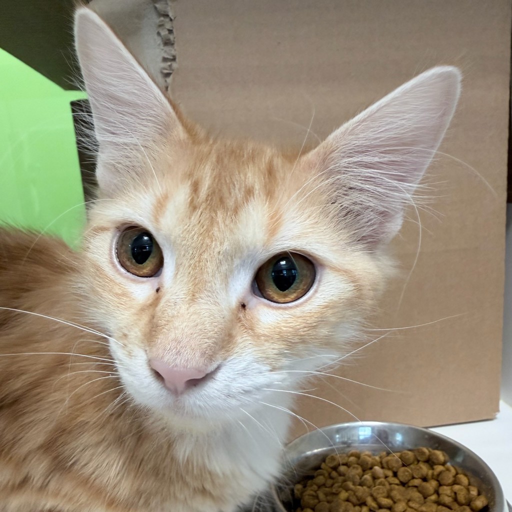 Sir Frederick Meowington