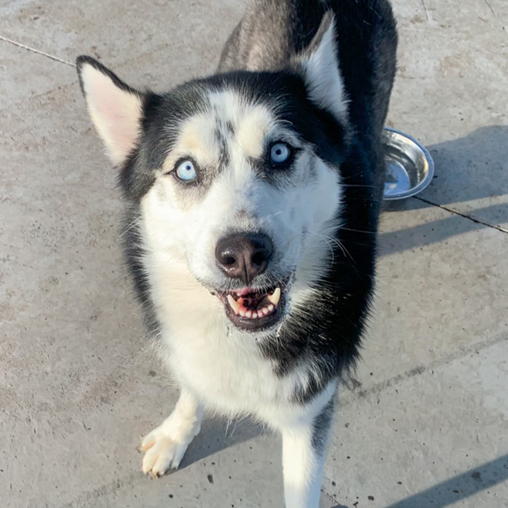 Sky -- Bonded Buddy With Kiya