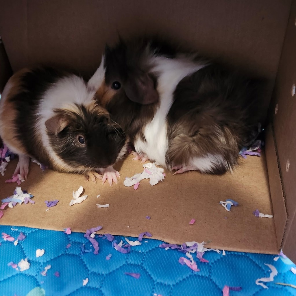 Spud -- Bonded Buddies With Potato