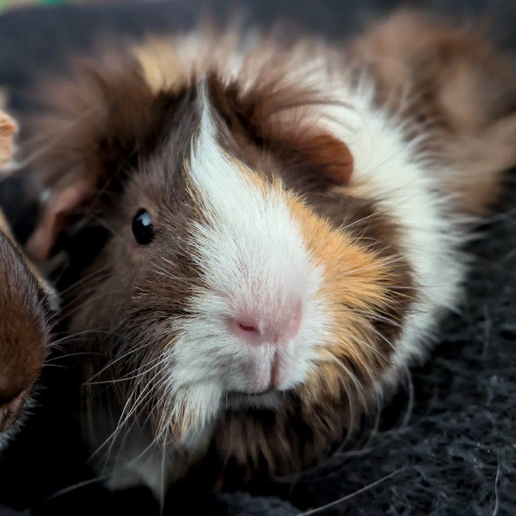 Spud -- Bonded Buddy With Potato