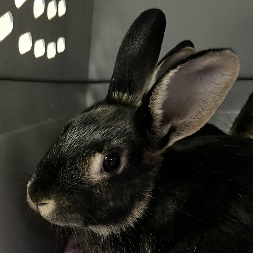 Susan -- Bonded Buddies With Jadis