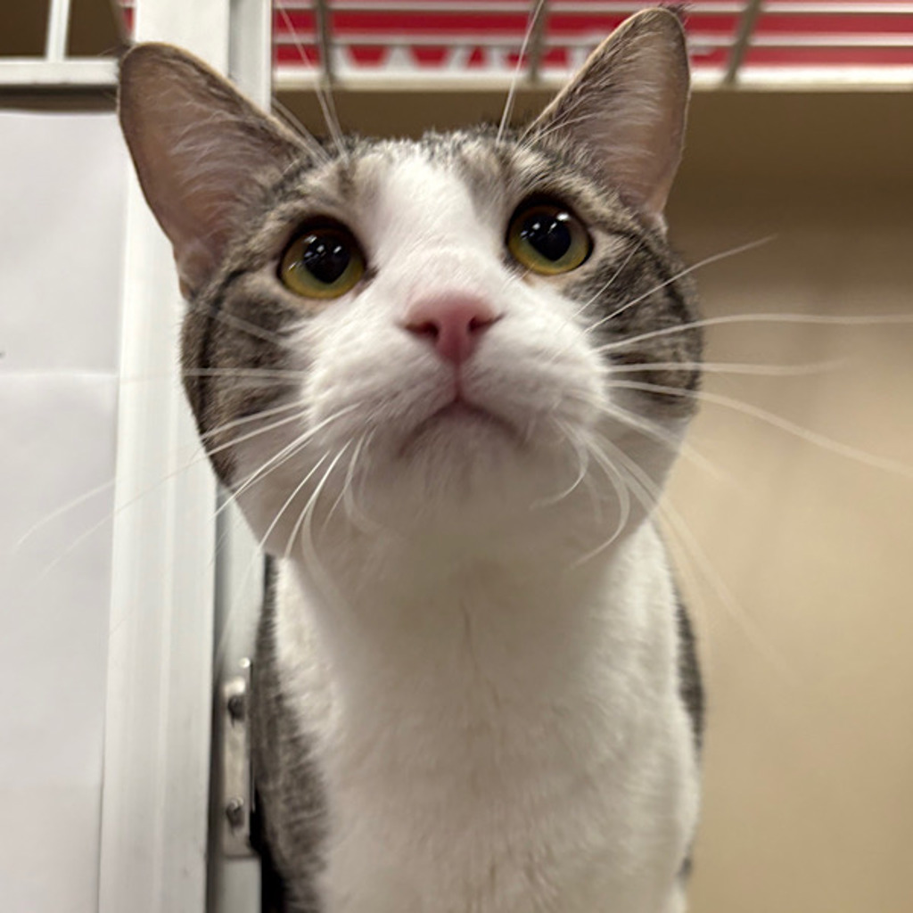 Taz -- Bonded Buddy With Tux