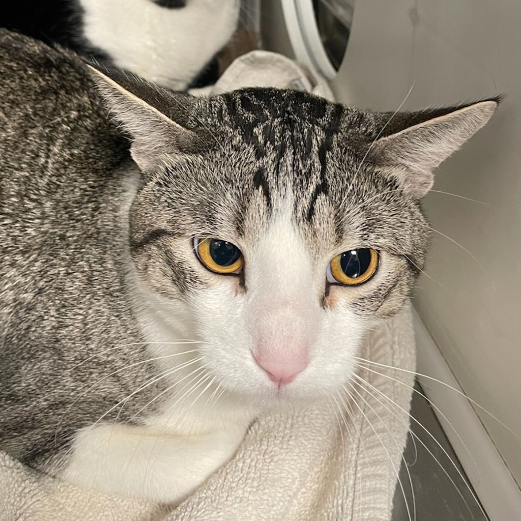 Taz -- Bonded Buddy With Tux