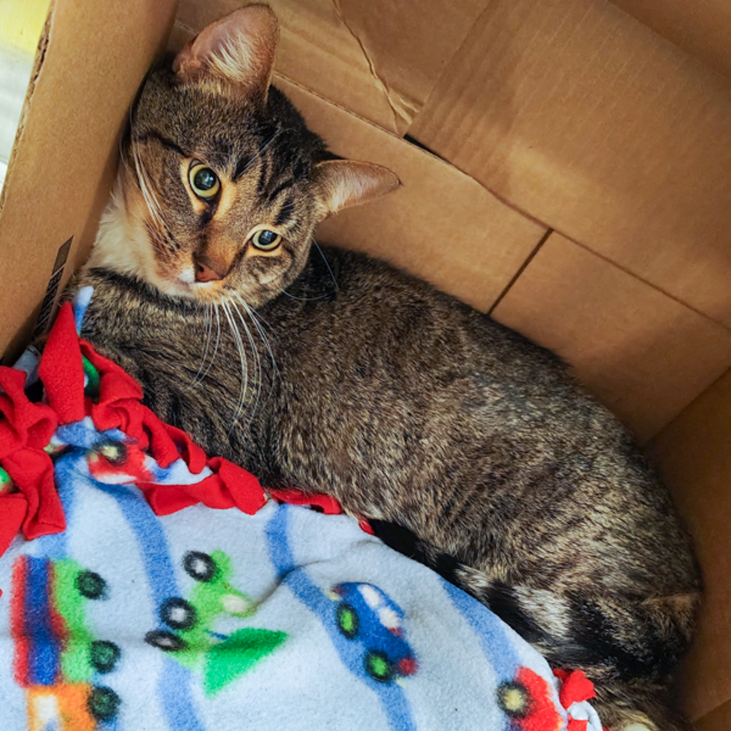 Tiny -- Bonded Buddy With Titan