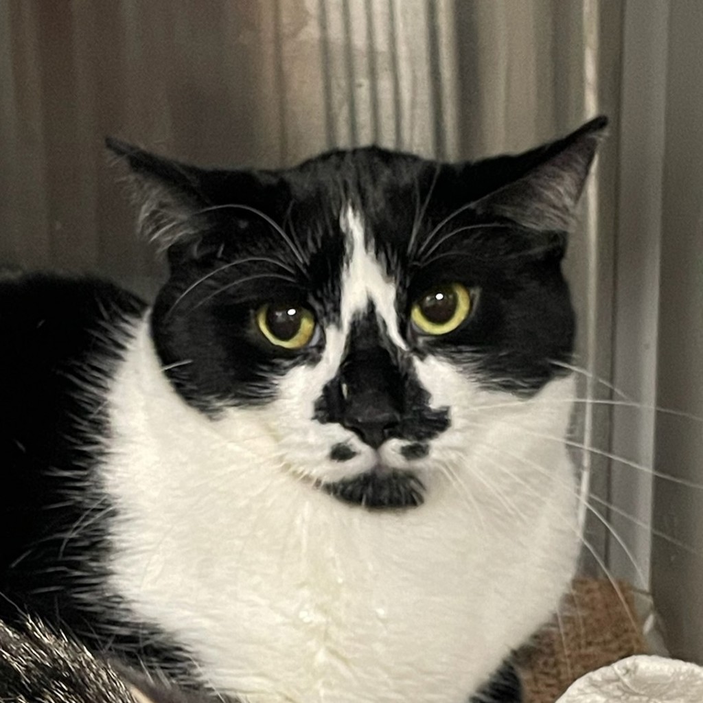 Tux -- Bonded Buddy With Taz