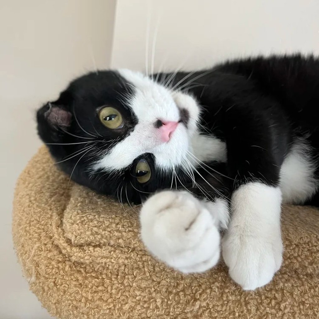 Tyr -- Bonded Buddies With Equinox