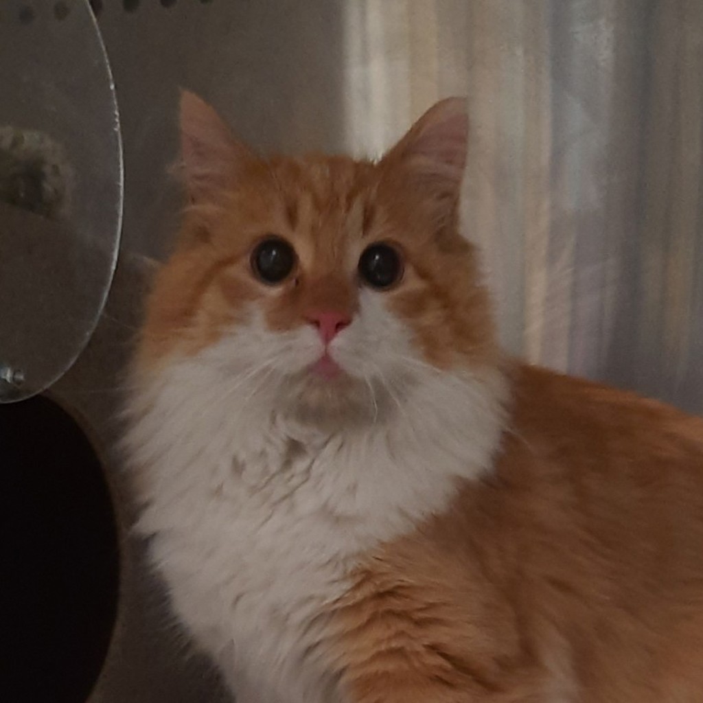 Walnut - Bonded With Mulberry