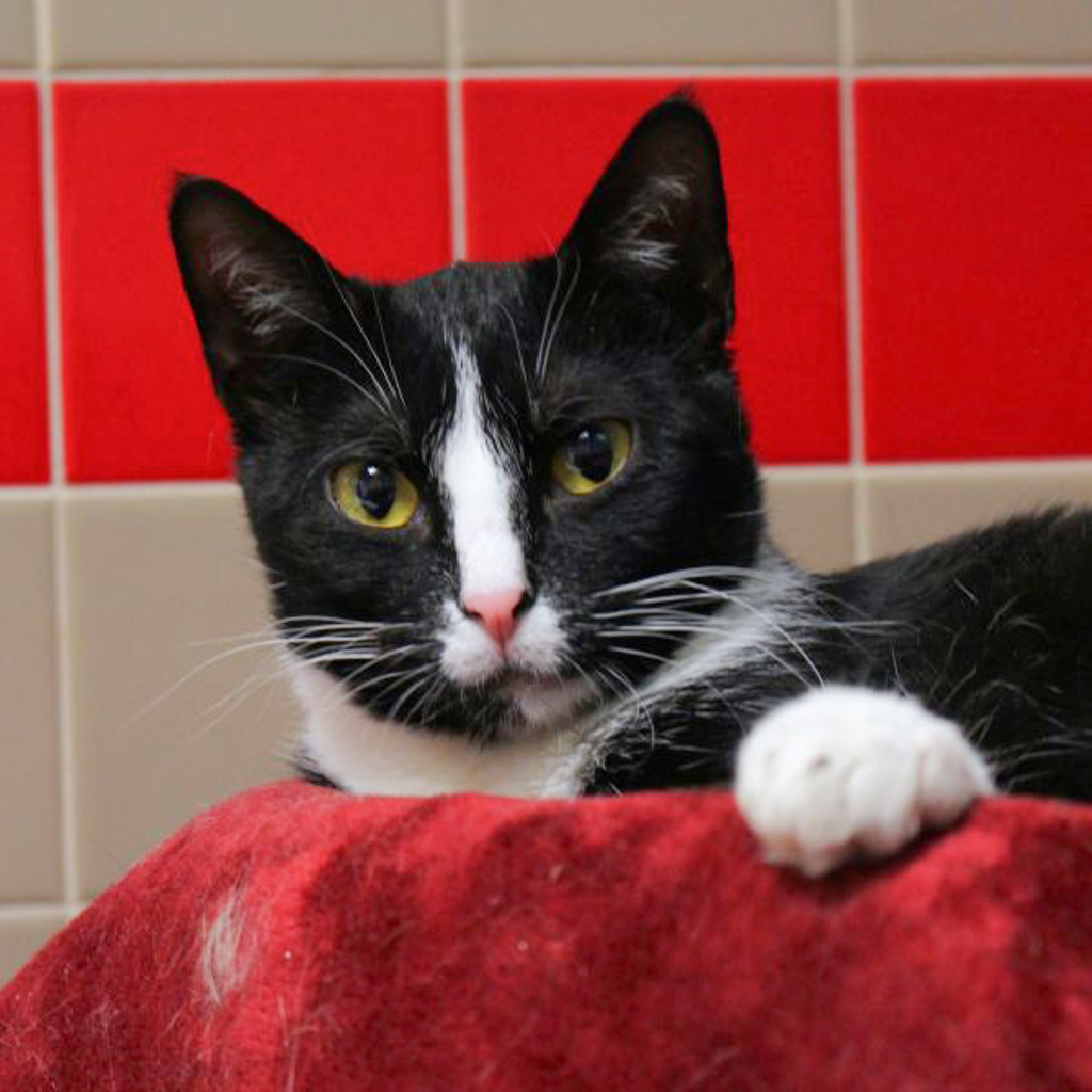 Abbey— Bonded Buddy With Petunia