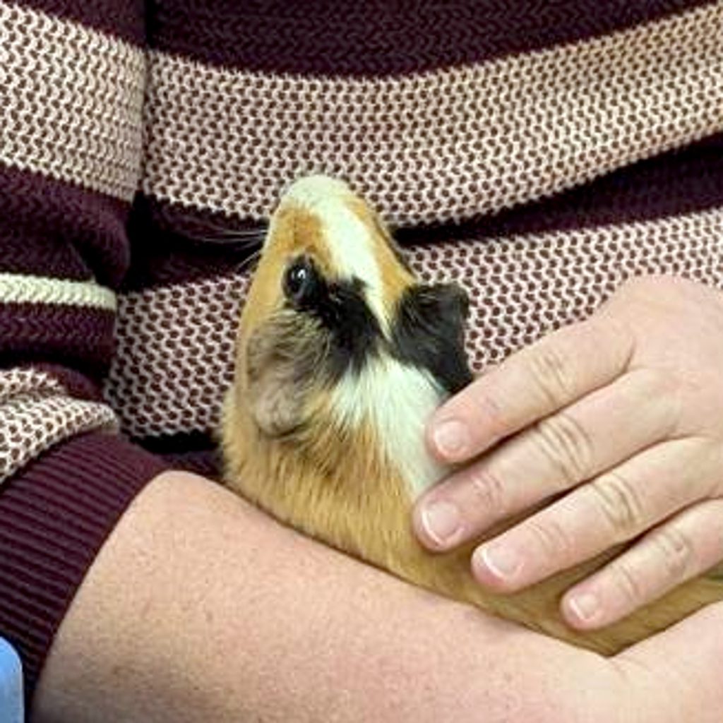 Ace -- Bonded Buddy With Claire