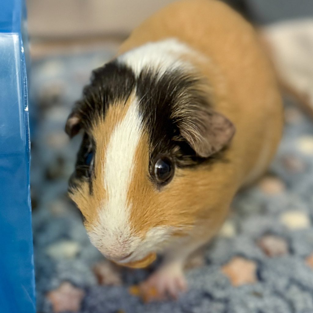 Ace -- Bonded Buddy With Claire