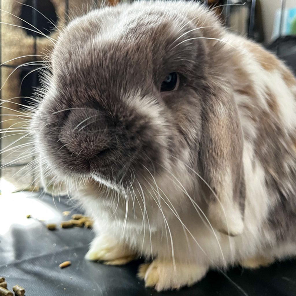 Beaker -- Bonded Buddy With Bunsen