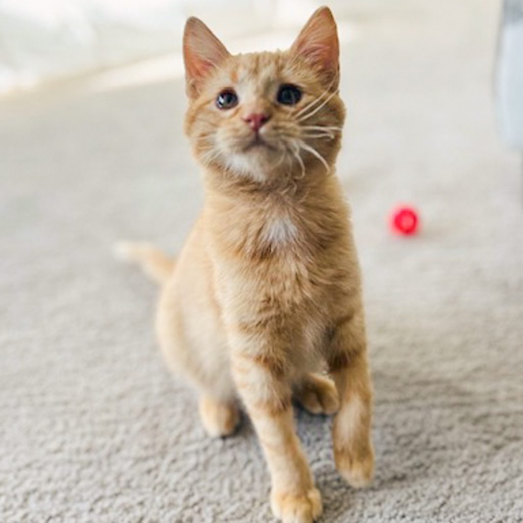 Biscuit -- Bonded Buddy With Funyun