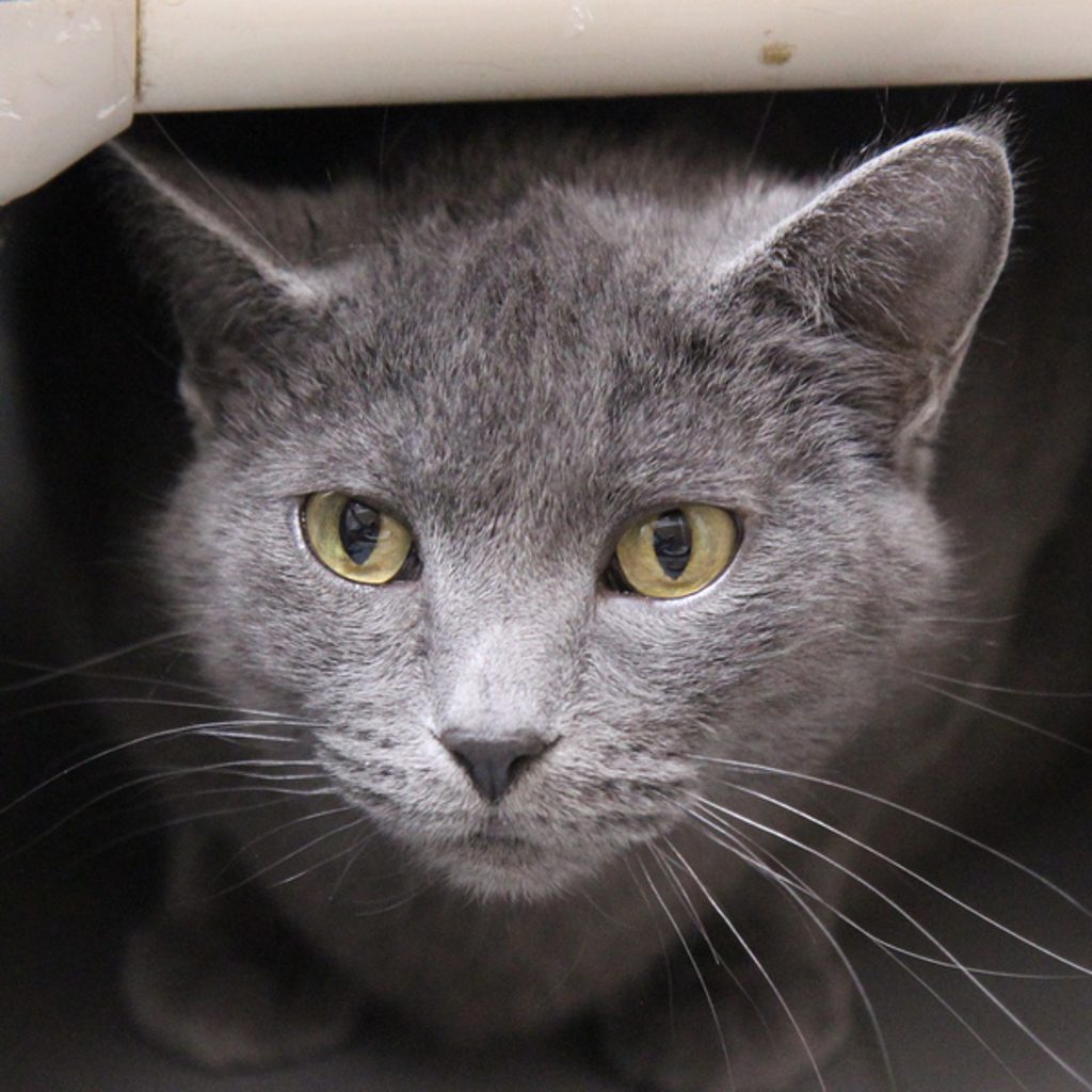 Bits -- Bonded Buddies With Nibbles