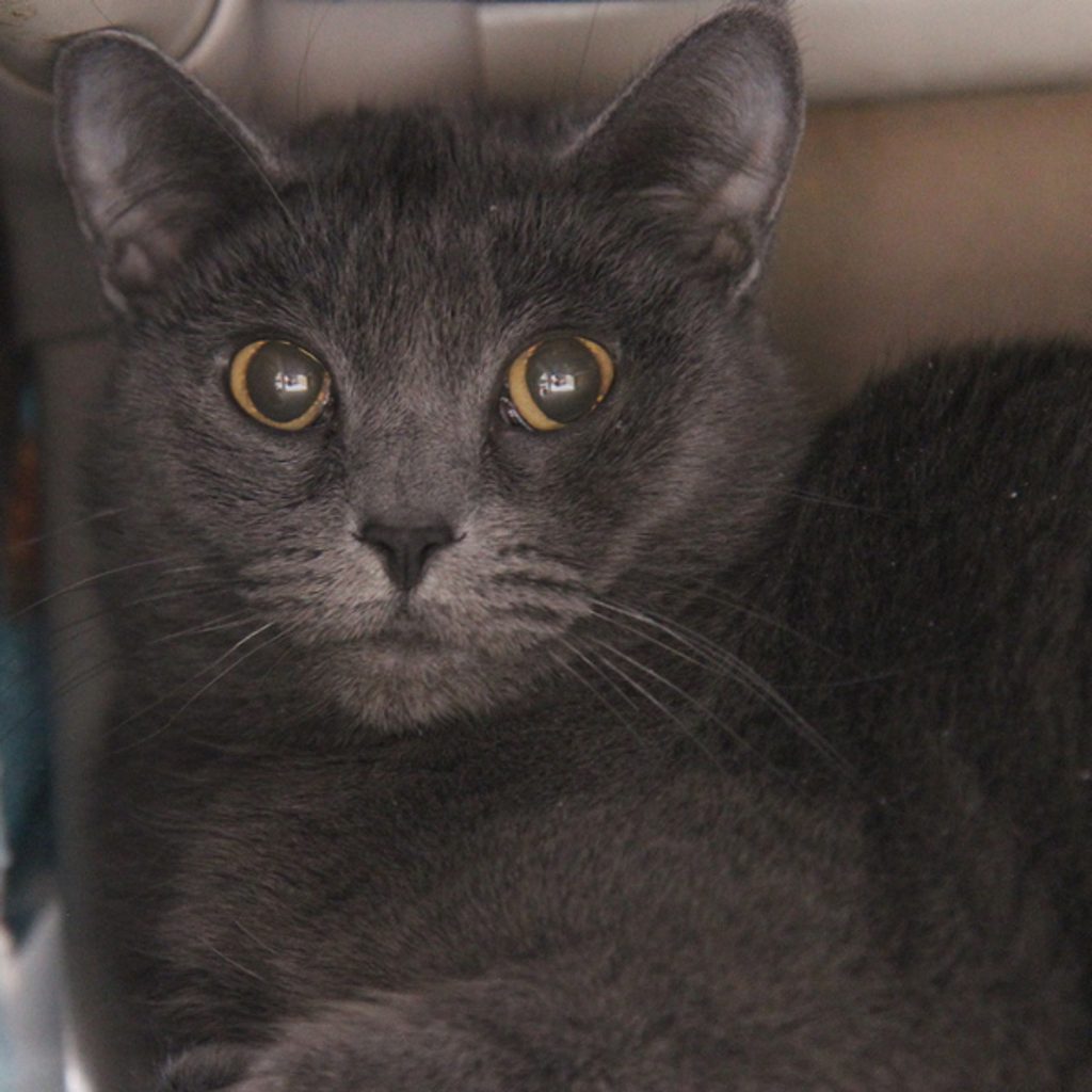 Bits -- Bonded Buddies With Nibbles