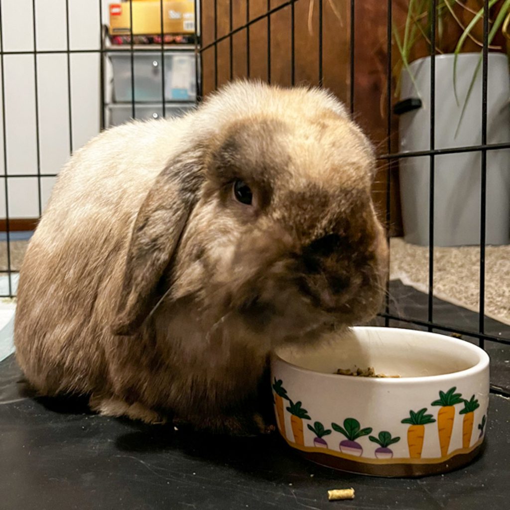 Bunsen -- Bonded Buddy With Beaker