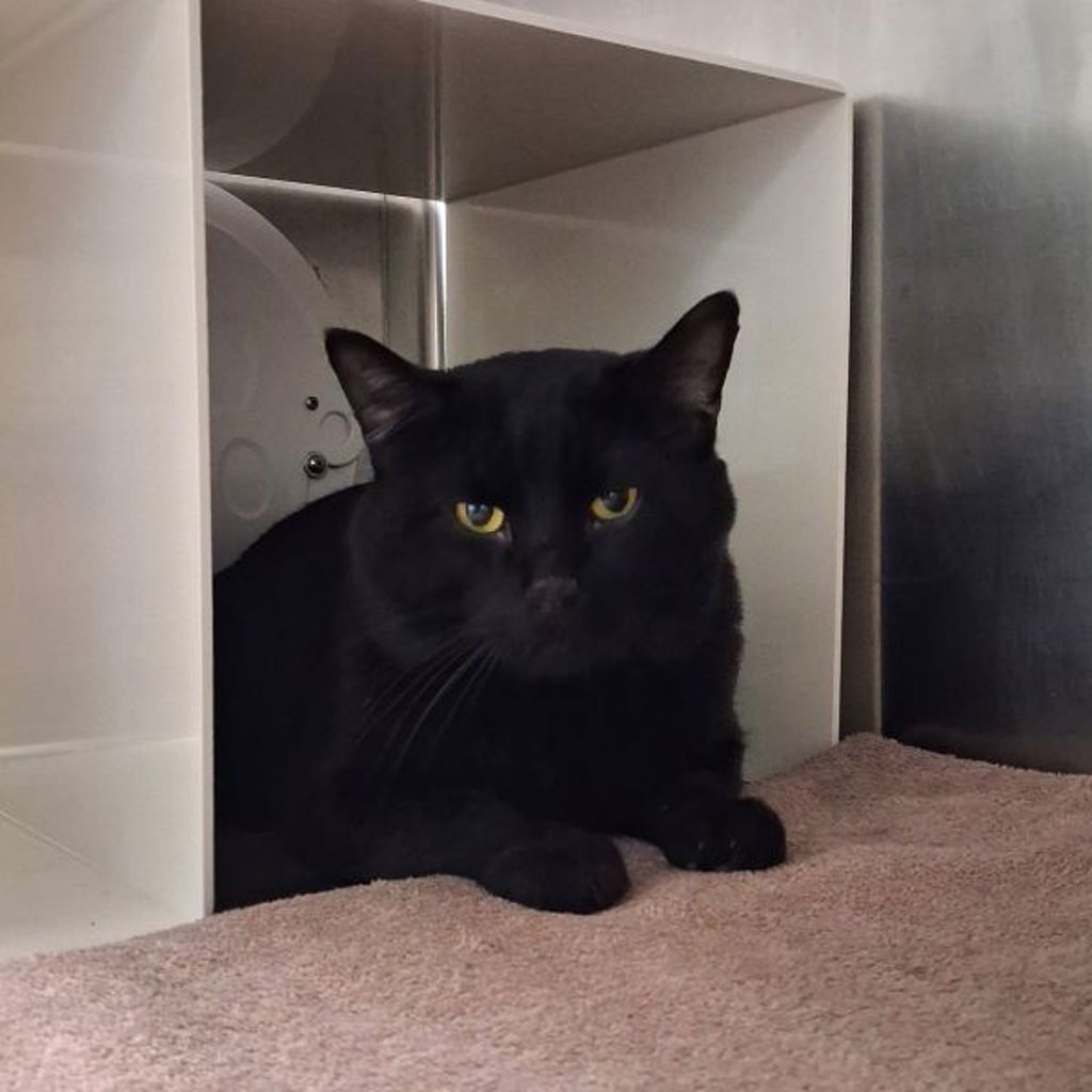 Russell -- Bonded Buddy With Walter