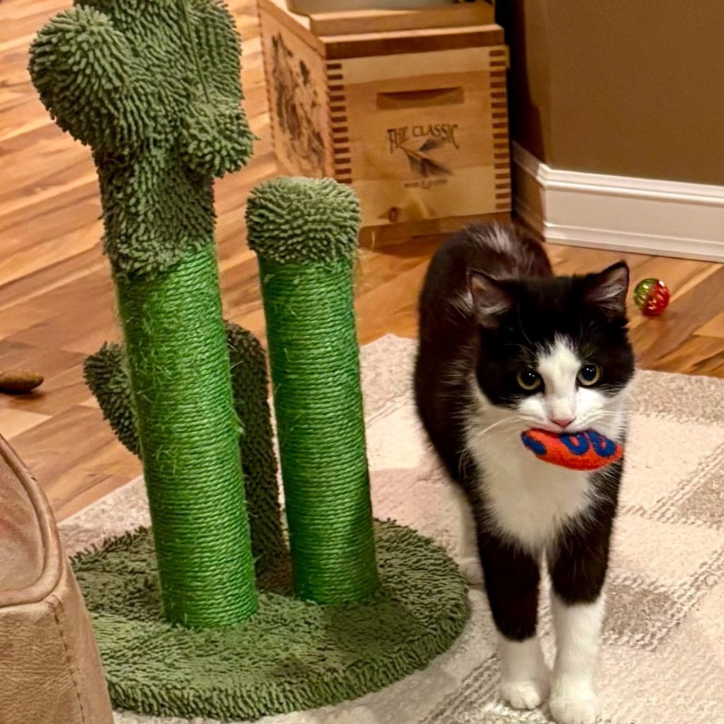 Cindy -- Bonded Buddy With Penny