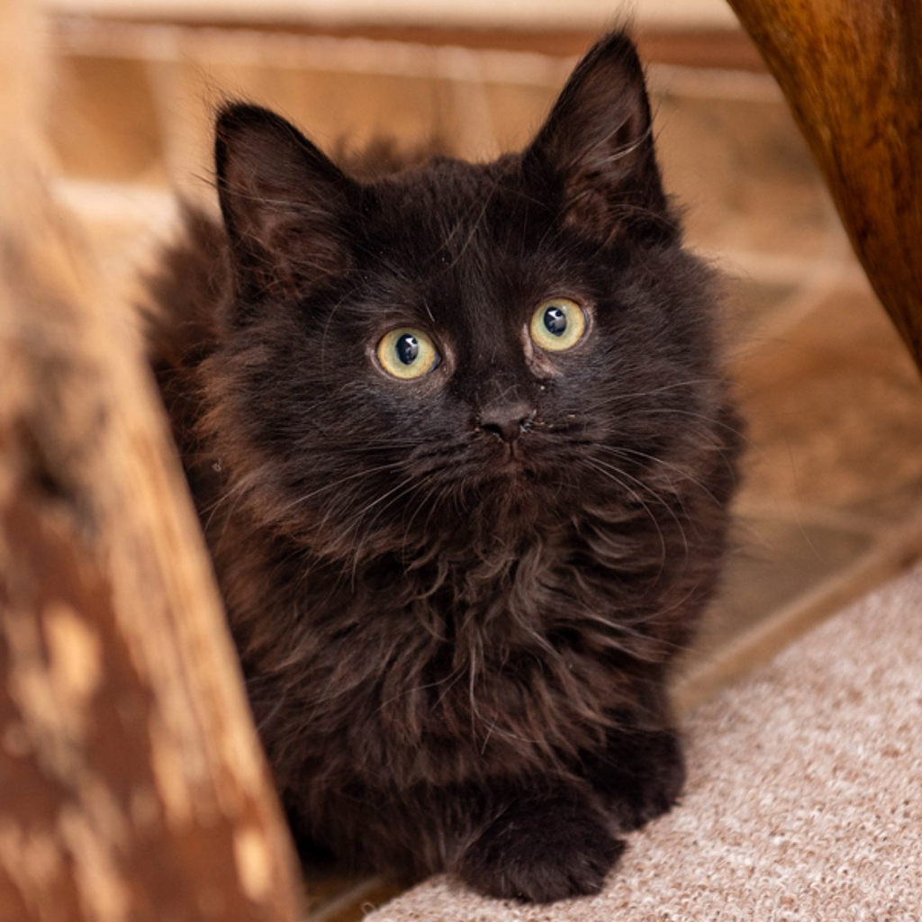 Cole -- Bonded Buddy With Stockington