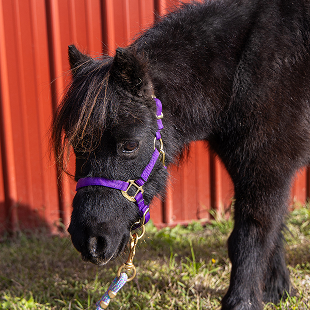 Denzel -- Bonded Buddy With Luka