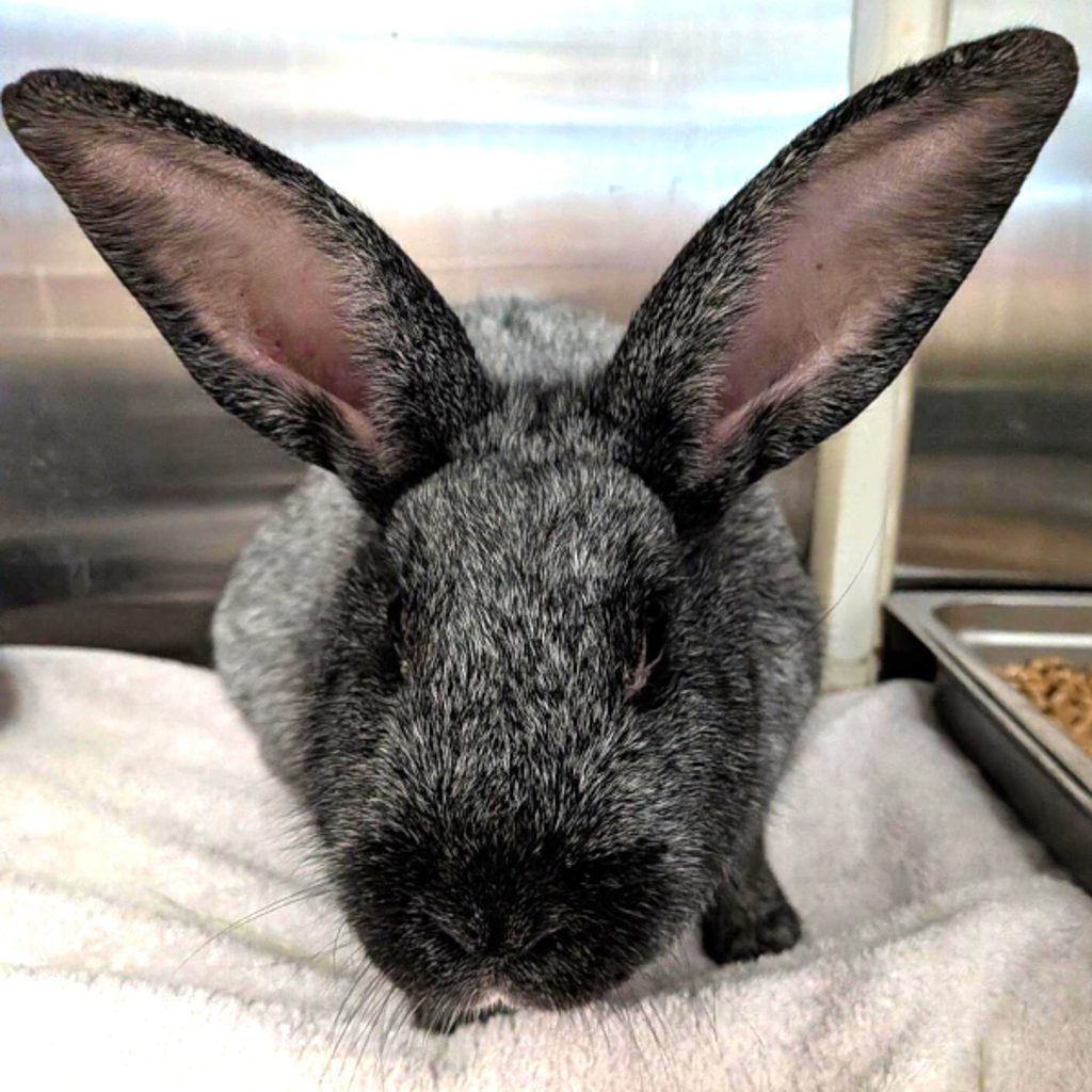 Ember -- Bonded Buddy With Moonie