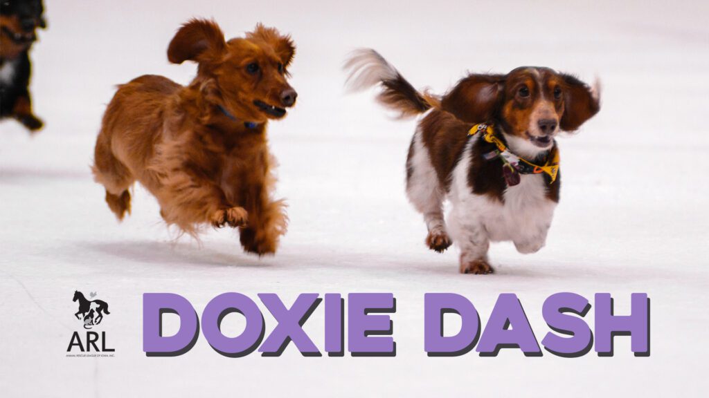 FB_EventCover_DoxieDash