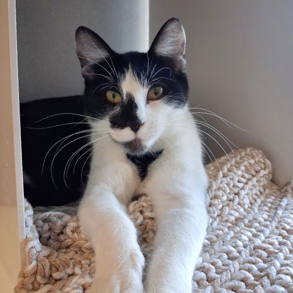 Fifi — Bonded Buddy With Two Toe