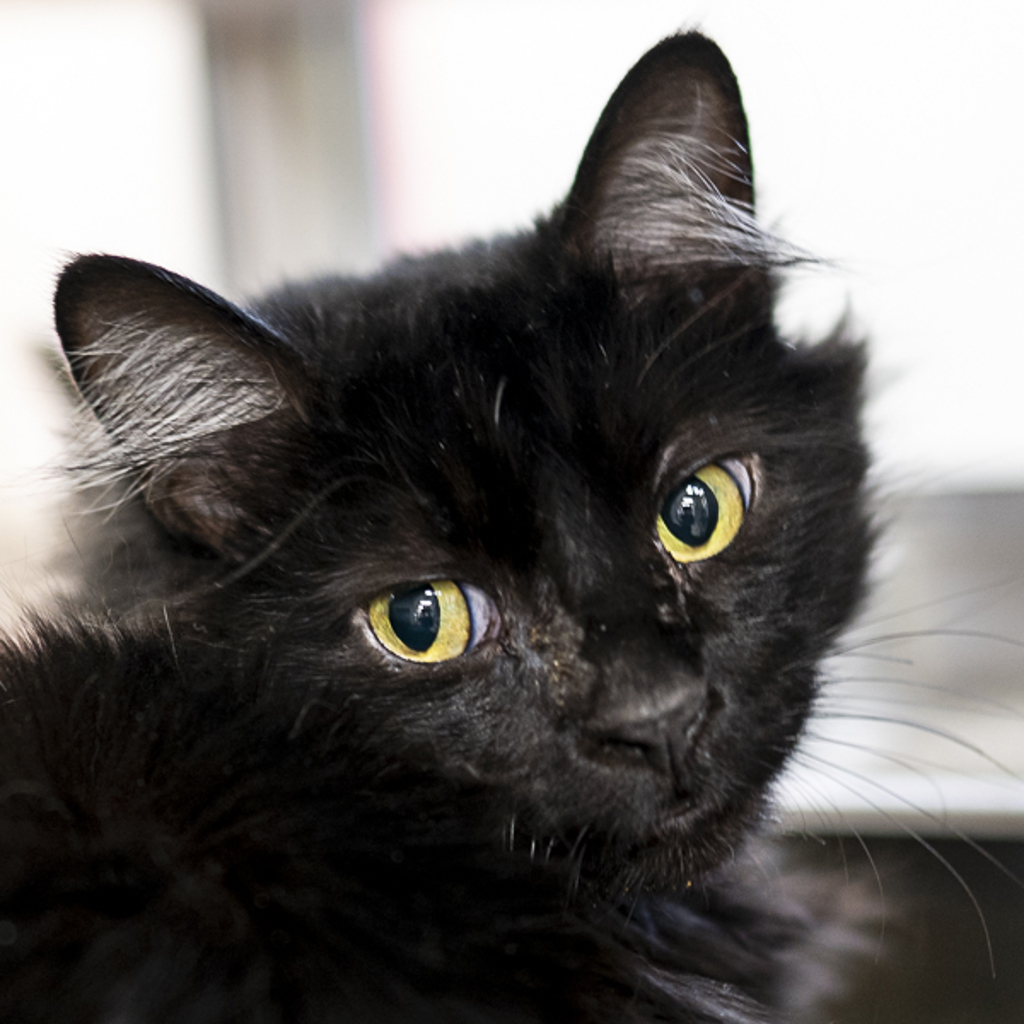 Fluffy -- Bonded Buddy With Blackie