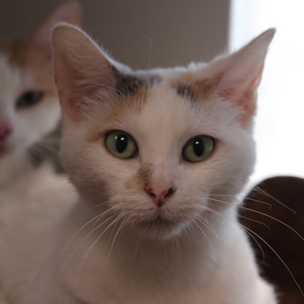 Foxy -- Bonded Buddy With Gray