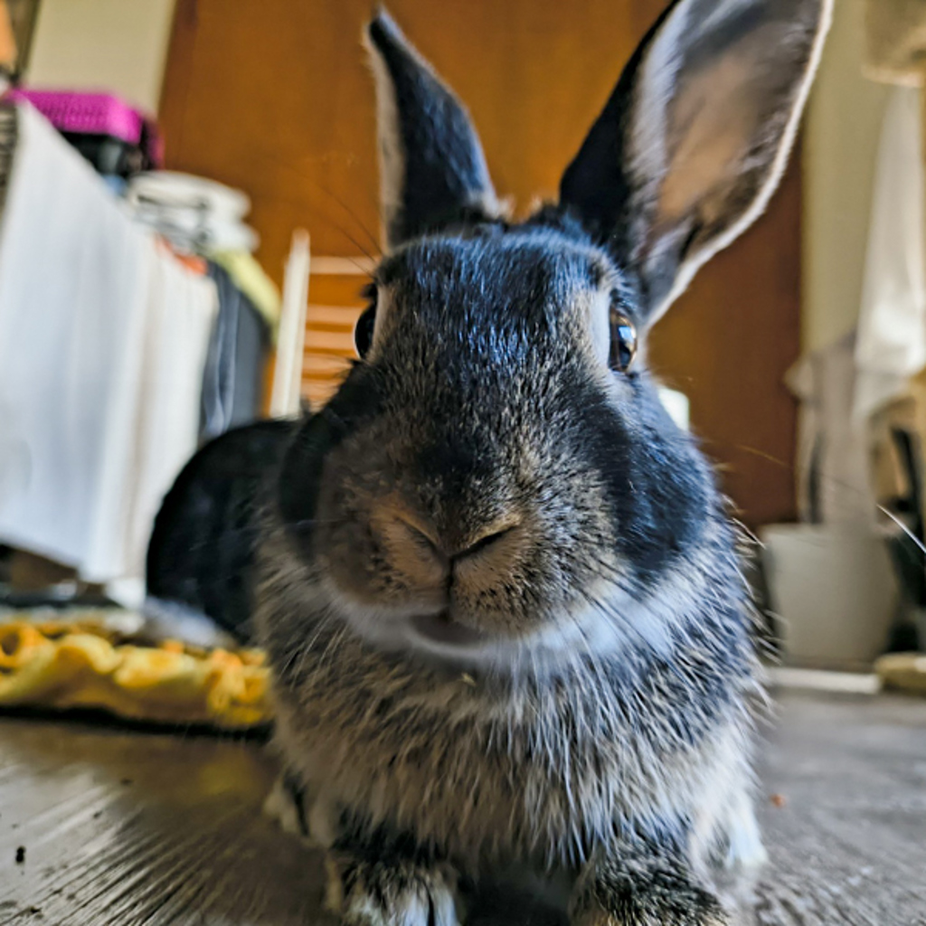 Jadis -- Bonded Buddy With Susan