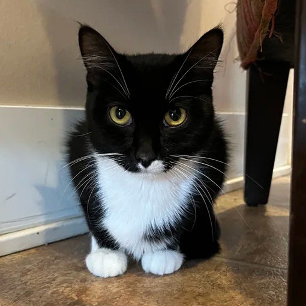 Jenna -- Bonded Buddy With Ashura