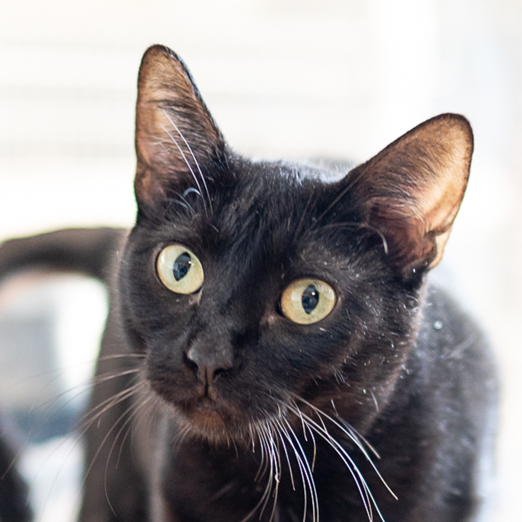 Katniss - Bonded Buddy With Peeta