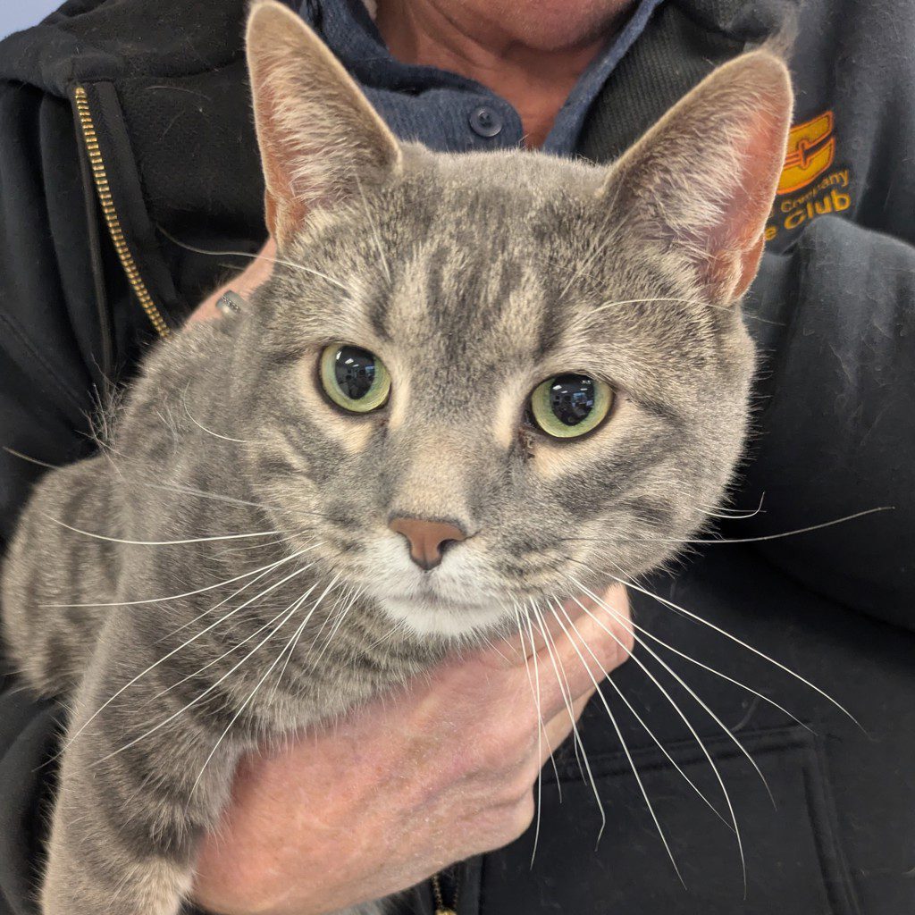 Leo -- Bonded Buddy With Lucy