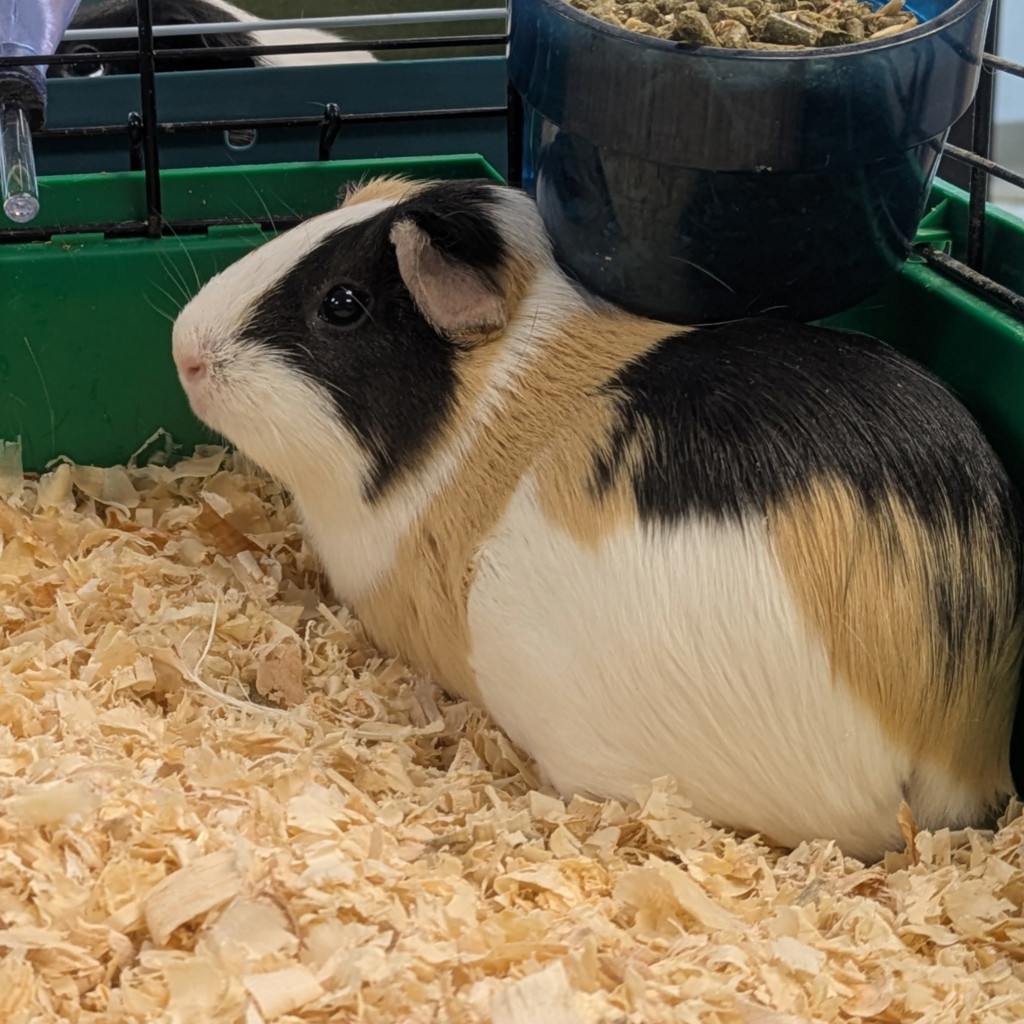 Lori -- Bonded Buddy With Luna