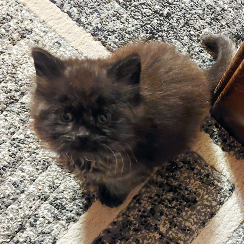 Lucas -- Bonded Buddy With Logan