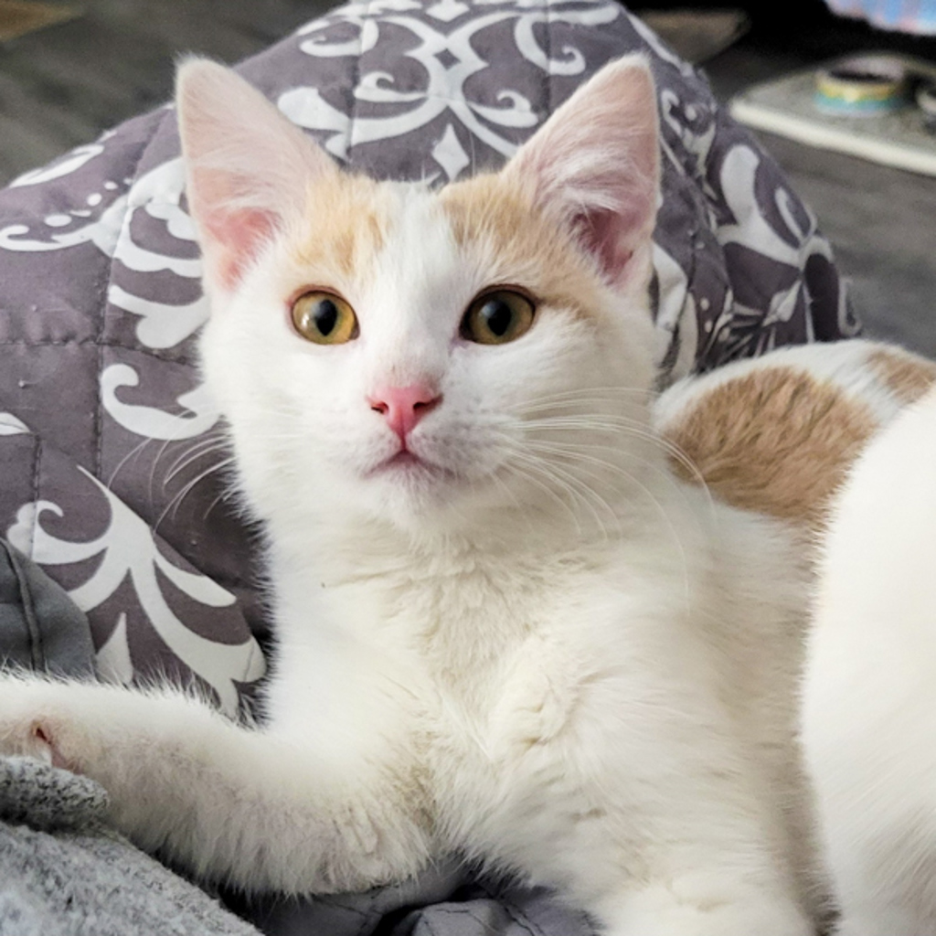 Lucky -- Bonded Buddy With Mouse